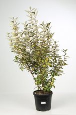 Elaeagnus ebbingei ‘Limelight’ 100/120 C18 Elaeagnus ebbingei ‘Limelight’ - Olijfwilg 100-120 C18