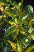 Elaeagnus ebbingei 'Limelight' 30/40 C Elaeagnus ebbingei ‘Limelight’ - Olijfwilg 30-40 C