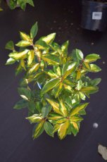 Elaeagnus ebbingei 'Limelight' 30/40 C Elaeagnus ebbingei ‘Limelight’ - Olijfwilg 30-40 C