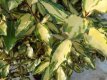 Elaeagnus ebbingei 'Maryline'® 125/150 C35 Elaeagnus ebbingei ‘Maryline’®(meerstammig) 125-150 C35 OLIJFWILG