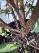 Elaeagnus ebbingei 'Maryline'® 125/150 C35 Elaeagnus ebbingei ‘Maryline’®(meerstammig) 125-150 C35 OLIJFWILG