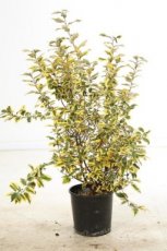 Elaeagnus ebbingei ‘Viveleg’ 100/125 C18 Elaeagnus ebbingei ‘Viveleg’ - Olijfwilg 100-125 C18