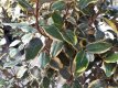 Elaeagnus ebbingei ‘Viveleg’ 125/150 C30 Elaeagnus ebbingei ‘Viveleg’ (meerstammig) - Olijfwilg 125-150 C30