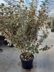 Elaeagnus ebbingei ‘Viveleg’ 125/150 C30 Elaeagnus ebbingei ‘Viveleg’ (meerstammig) - Olijfwilg 125-150 C30