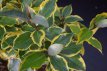 Elaeagnus x ebbingei ‘Viveleg’ 30/40 C4 Elaeagnus x ebbingei ‘Viveleg’ - Olijfwilg 30-40 C4