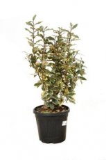 Elaeagnus ebbingei ‘Viveleg’ 60/80 C10 Elaeagnus ebbingei ‘Viveleg’ - Olijfwilg 60-80 C10