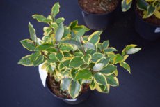 Elaeagnus ebbingei ‘Viveleg’ - Olijfwilg 30-40 C