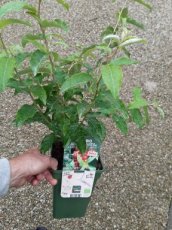 Elaeagnus umbellata 'Pointilla Amoroso'® | Herfstolijfwilg 30-40 C3