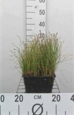 Eleocharis palustris MAND Ø 18 CM Eleocharis palustris | Gewone waterbies MAND Ø 18 CM