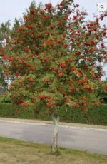 ENKEL AFHALING Sorbus 'Dodong' 8/10 HO ENKEL AFHALING Sorbus 'Dodong' 8/10 HO WILDE LIJSTERBES