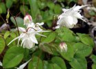 Epimedium grandiflorum | Elfenbloem 25 P9