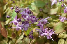 Epimedium grandiflorum ‘Lilafee’ | Elfenbloem 30 P9