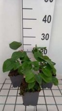 Epimedium pubigerum 'Orangekönigin' | Elfenbloem 35 P9