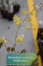 Epimedium versicolor ‘Sulphureum’ | Elfenbloem 30 P9