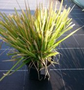 Eragrostis spectabilis | Liefdesgras 50 P9