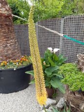 Eremurus x isabellinus 'Cleopatra' (=bungei) | Naald van Cleopatra 150 P11