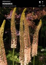 Eremurus x isabellinus 'Romance' 125 C3