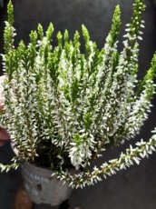 Erica carnea 'Isabell' - 15 st. | Witte Winterheide 25 P10