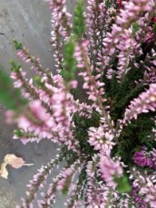 Erica carnea 'Springwood Pink' - 15 st. | Roze Winterheide 15 P10