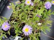 Erigeron 'Azure Beauty' Erigeron 'Azure Beauty' | Fijnstraal 50 P9