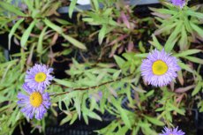 Erigeron 'Azure Beauty' | Fijnstraal 50 P9