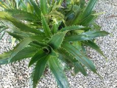 Eryngium agavifolium | Agaafbladige kruisdistel 150 P9