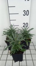 Erysimum hybr. 'Fragrant Sunshine' | Steenraket 40 BP9