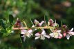 Escallonia 'Apple Blossom' 40/50 C Escallonia ‘Apple Blossom’ - roze-wit 40-50  C