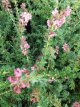 Escallonia 'Dart’s Rosyred' 40/50 C Escallonia ‘Dart’s Rosyred’ - roze 40-50 C