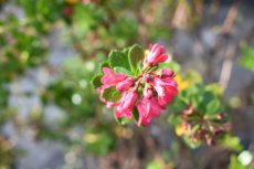 Escallonia ‘Donard Star’ - roze  40-50  C