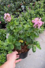 Escallonia ‘Gold Ellen’ - roze 20-25  C