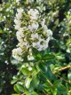 Escallonia 'Iveyi' 30/40 C Escallonia ‘Iveyi’ - wit 30-40 C