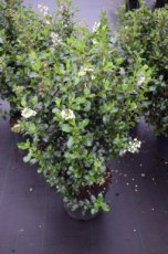 Escallonia ‘Iveyi’ - wit 30-40 C