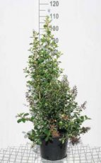 Escallonia ‘Iveyi’ 60/80 C10 Escallonia ‘Iveyi’ - wit   60-80 C10