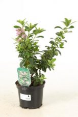 Escallonia laevis 'Pink Elle' 25/30 C2 Escallonia laevis 'Pink Elle' - roze 25-30 C2