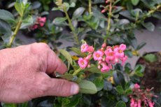 Escallonia rubra 'Macrantha' - rood 40-50  C