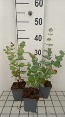 Eucalyptus cinera 'Silver Dollar' 10 P9 Eucalyptus cinera 'Silver Dollar' - Gomboom 10 P9