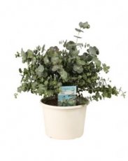 Eucalyptus cinera 'Silver Dollar' - Gomboom 20 C3