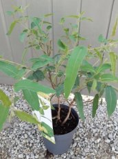 Eucalyptus 'Citriodora' - gomboom 20-25 C