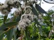 Eucalyptus parvifolia 30/40 C3 Eucalyptus parvifolia(=parvula) - Gomboom 30-40 C3