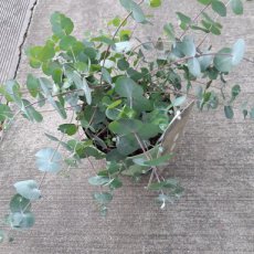 Eucalyptus pulverulenta 'Baby Blue' - gomboom 20-25 C3