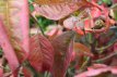 Euonymus europaeus 'Red Cascade' 100/125 C12 Euonymus europaeus ‘Red Cascade’ - Kardinaalsmuts 100-125 C12