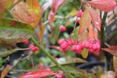 Euonymus europaeus ‘Red Cascade’ - Kardinaalsmuts 100-125 C12