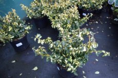 Euonymus fortunei  'Blondy'® (‘Interbolwi’)-Kardinaalsmuts 20-30  C