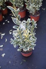 Euonymus japonicus ‘Bravo’ - Kardinaalsmuts 40-50 C3