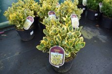 Euonymus japonicus ‘Ovatus Aureus’ (= ‘Marieke’)-Kardinaalsmuts 20-30  C