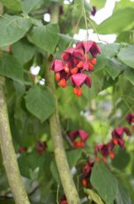 Euonymus planipes-Kardinaalsmuts 30-40  C