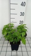 Eupatorium coelestinum| Koninginnekruid 80 P9