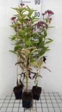 Eupatorium dubium 'Baby Joe' | Koninginnekruid 60 P9