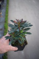 Euphorbia amygdaloides ‘Purpurea’ | Amandelwolfsmelk 40 P9